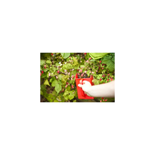 Load image into Gallery viewer, Berry Picking Tool