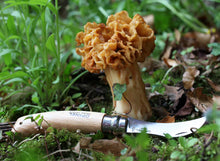 Load image into Gallery viewer, Mushroom with a knife on a forest floor
