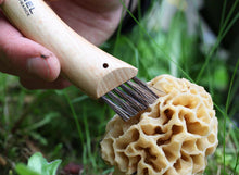 Load image into Gallery viewer, Mushroom cleaning brush being used on a morel mushroom with a natural background
